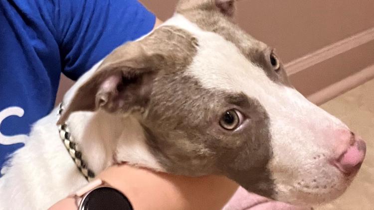 One of three stolen dogs from PAWS Atlanta found safe