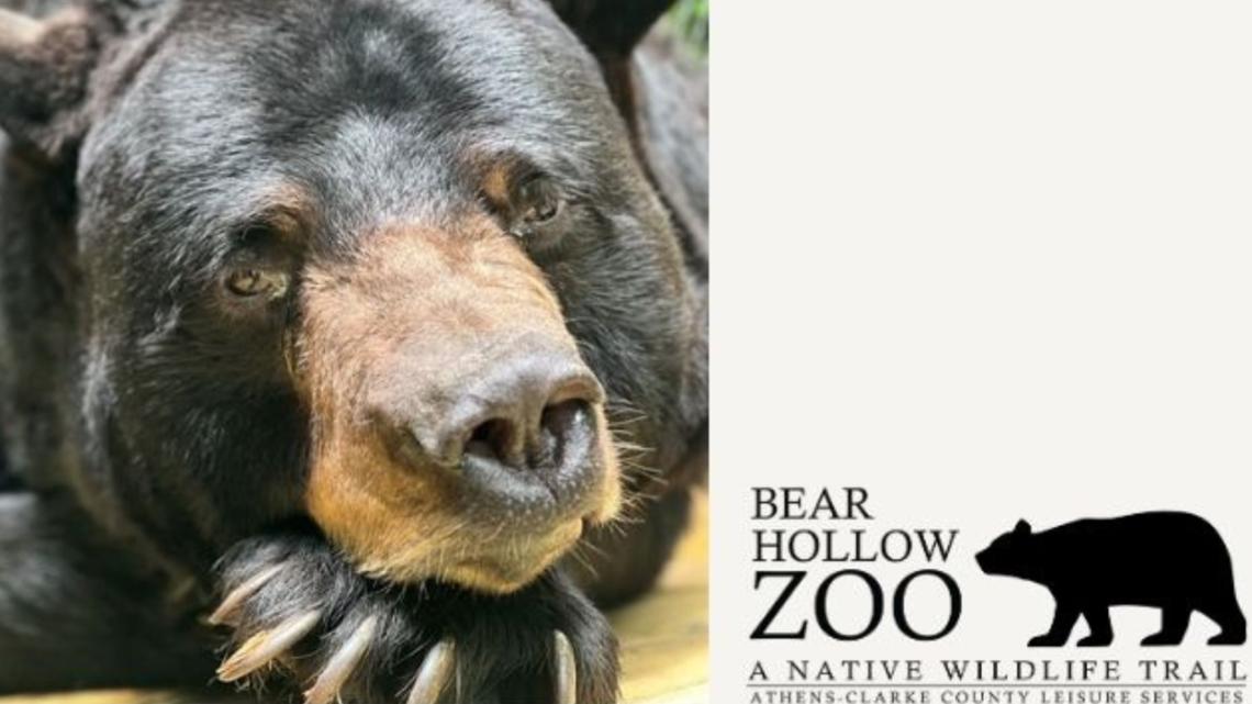 Athens’ Bear Hole Zoo mourns black bear DJ after well being decline
