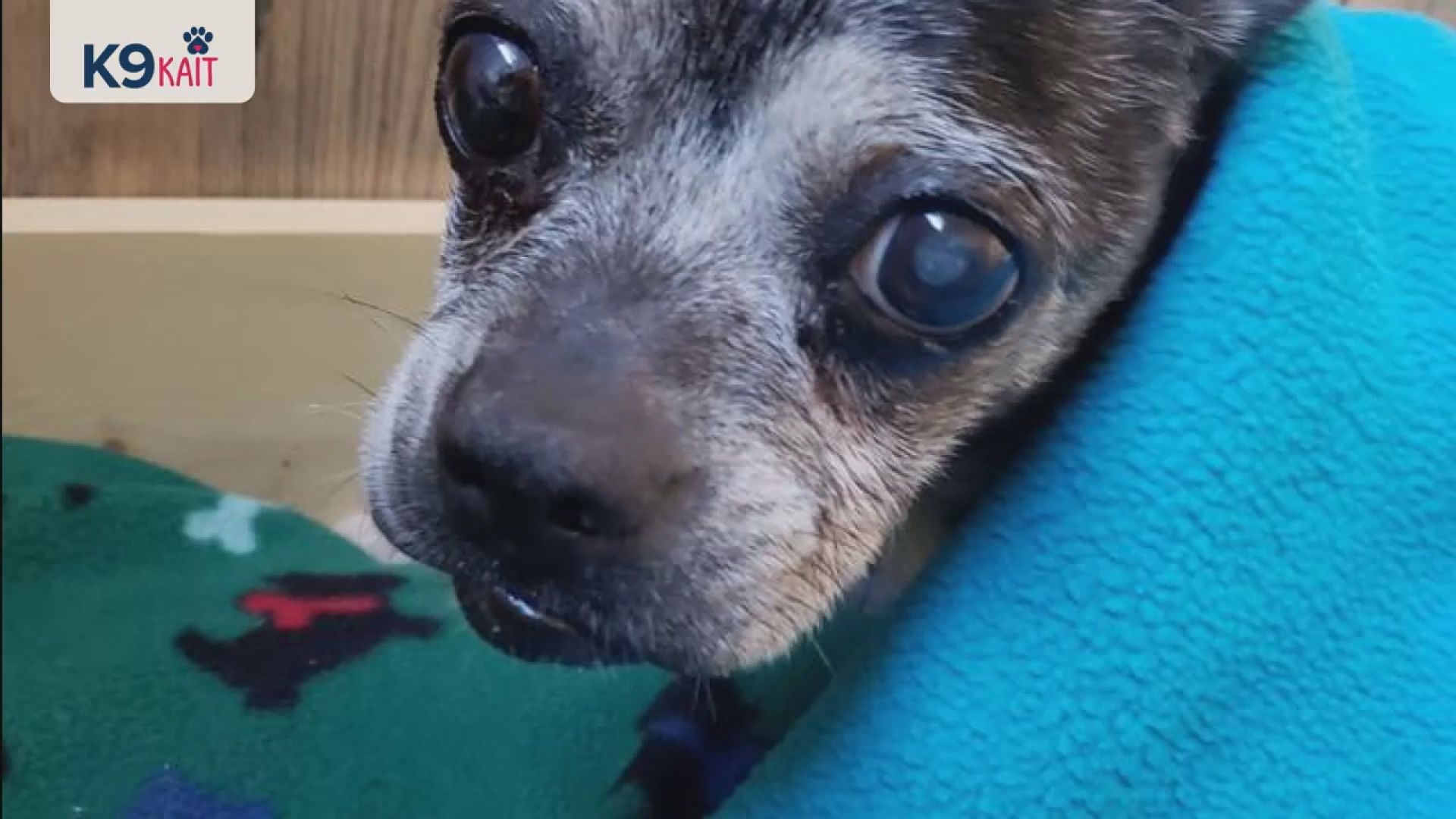 'People throw dogs away, but they are diamonds' Senior dogs find new