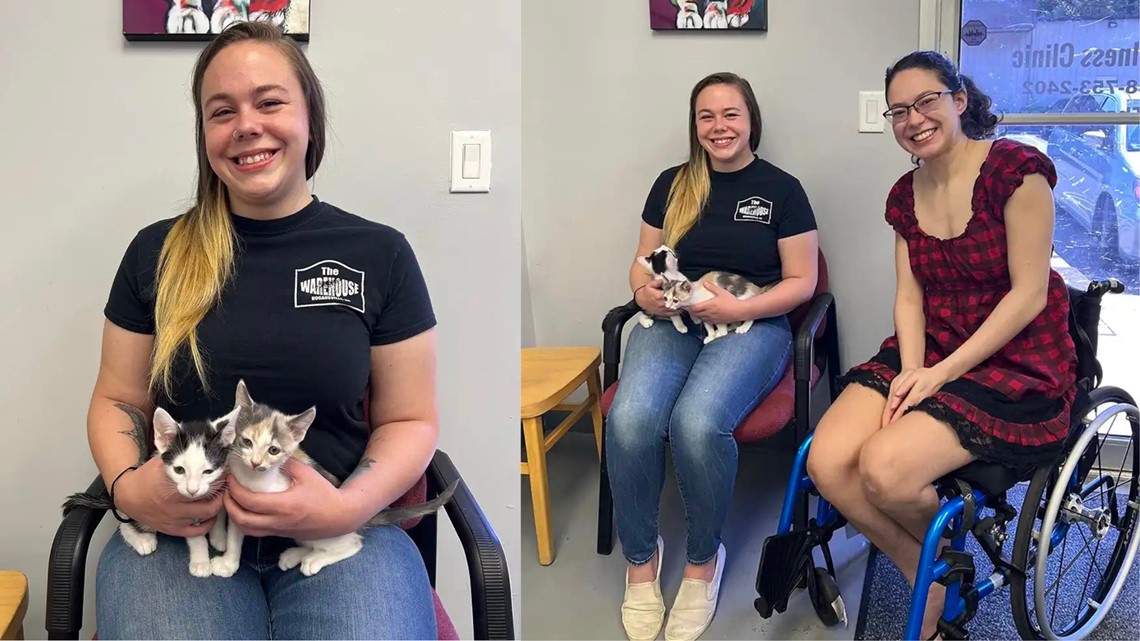 Duluth kittens adopted Thrown out of car window