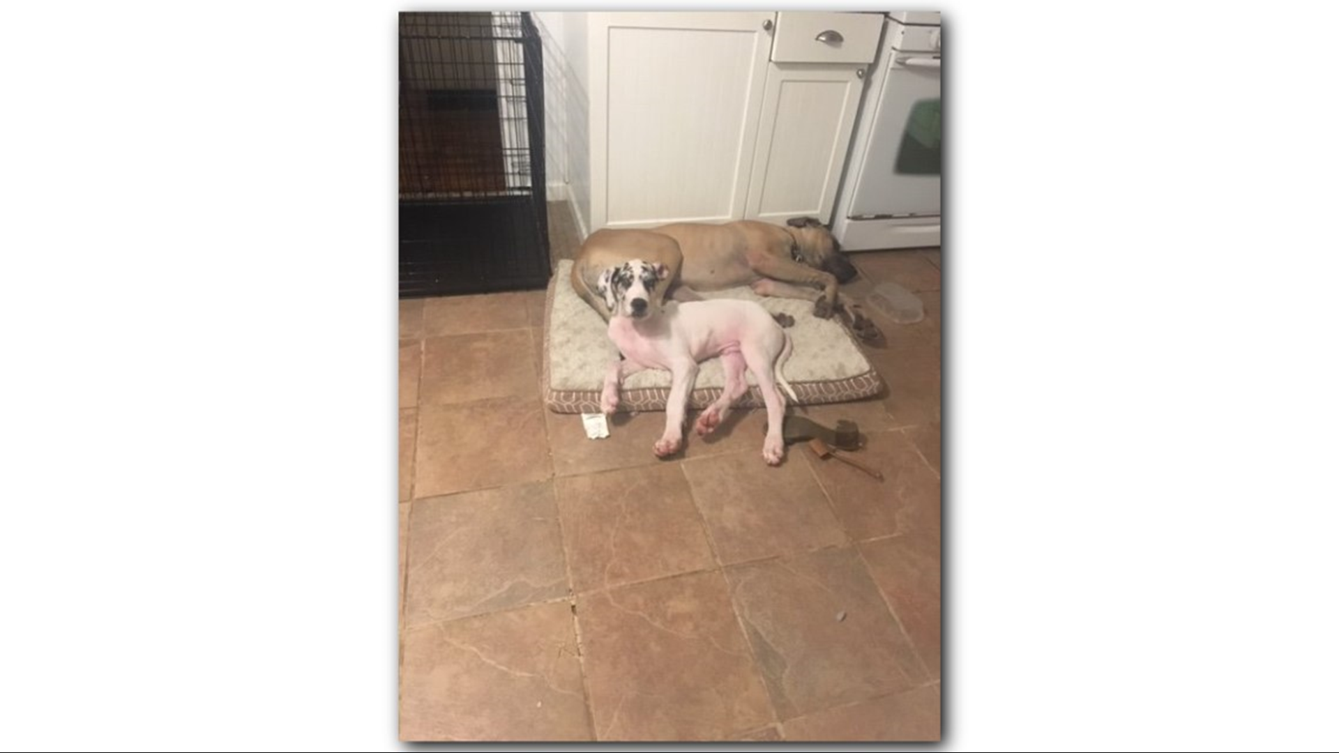 Trainer now facing animal cruelty charges after dog reportedly starved ...