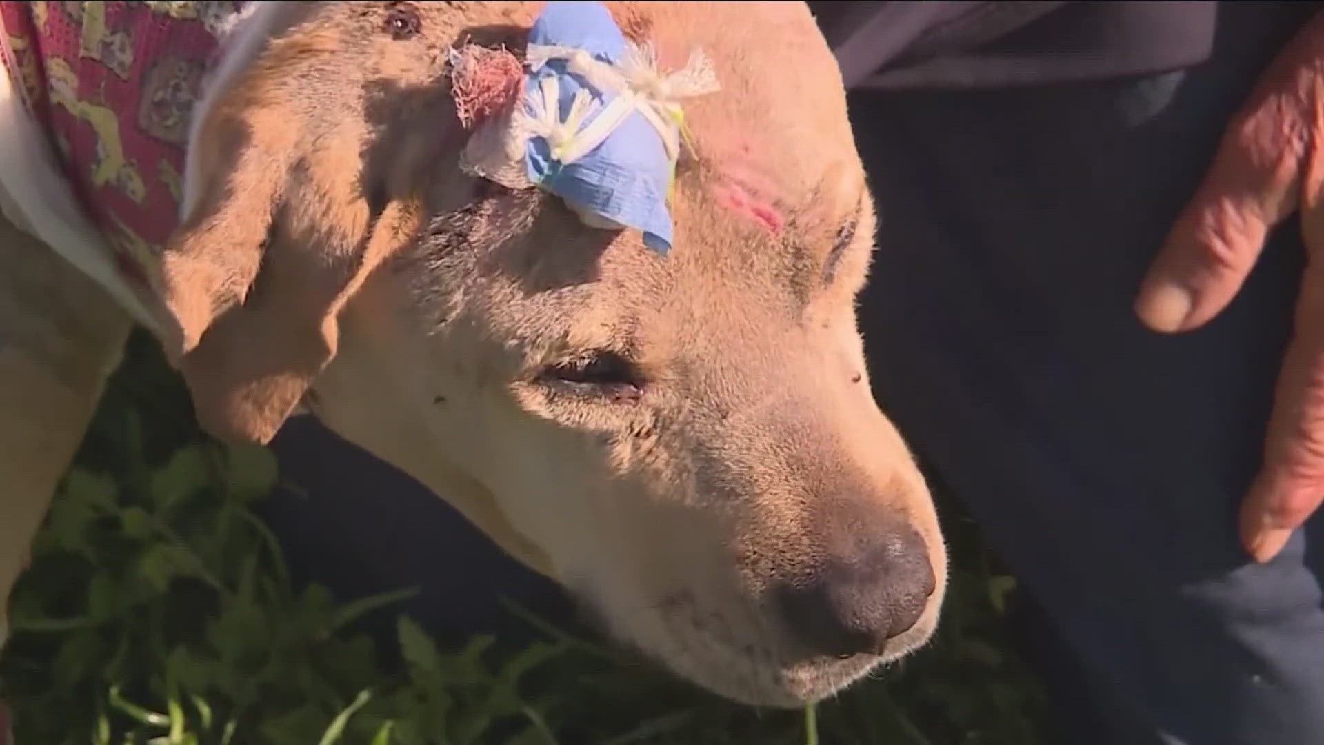 A dog owner in California says a mountain lion viciously attacked his dog, but he feels love helped push her through the healing process.