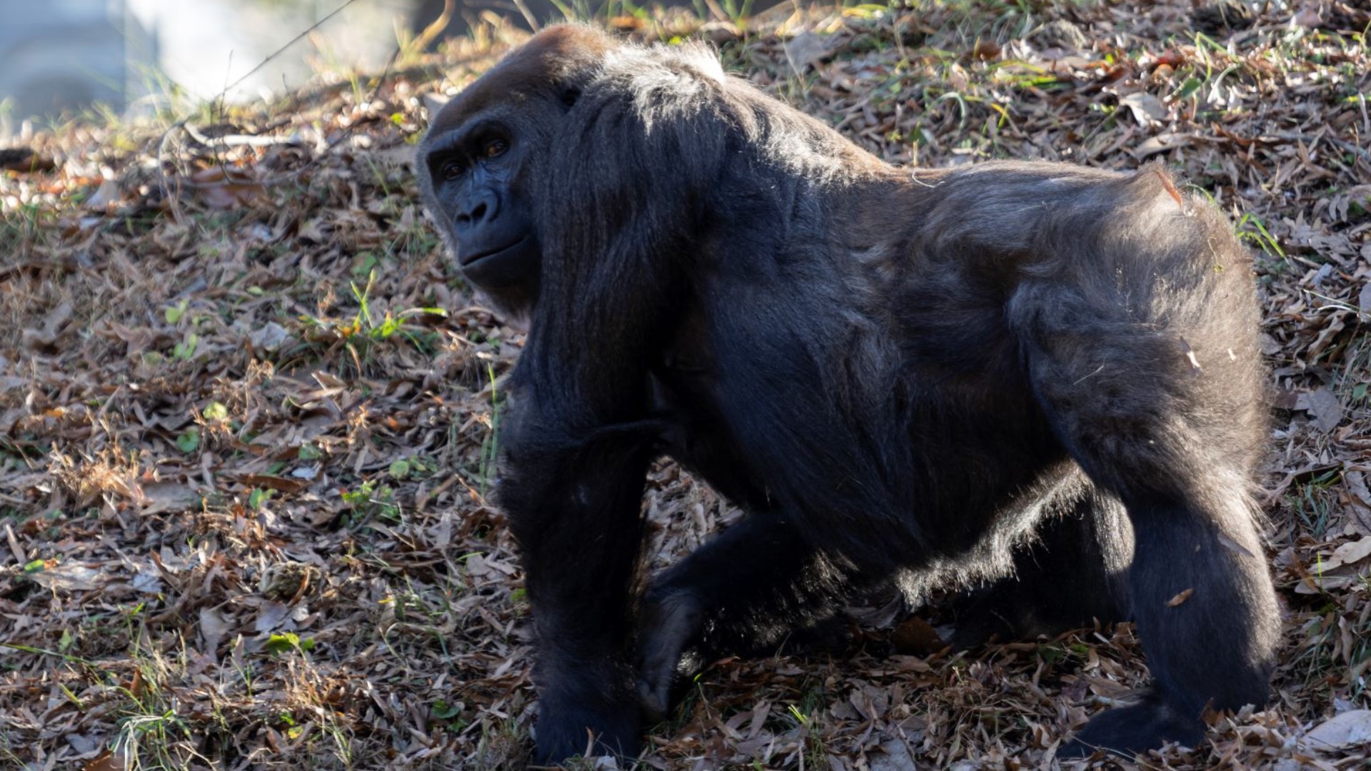 Zoo Atlanta Announces Gorilla's Pregnancy, Willie B.'s Relative ...