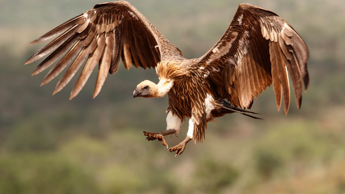 Noah's Ark Animal Sanctuary | Bird flu outbreak - Vimarsana News