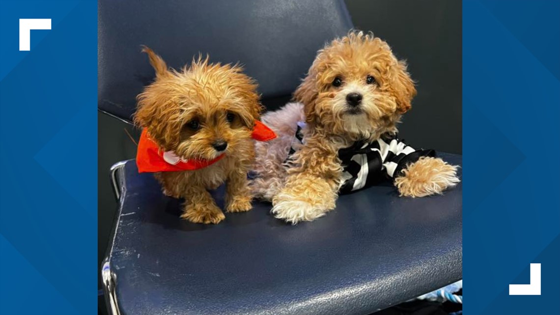 Sweetpea puppy bowl died | 11alive.com