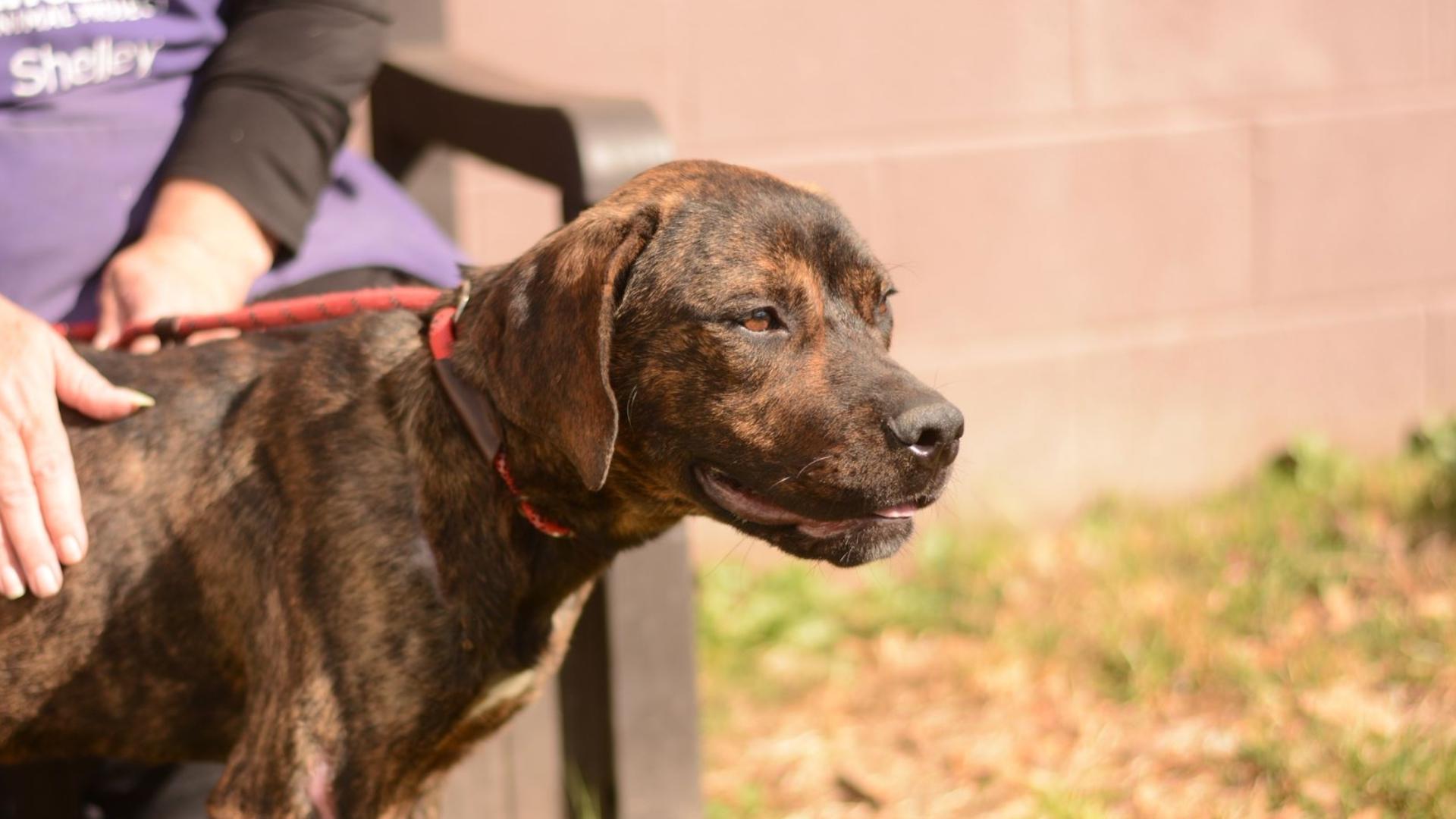Dogs dragged behind car by rope | Reward for suspect | 11alive.com