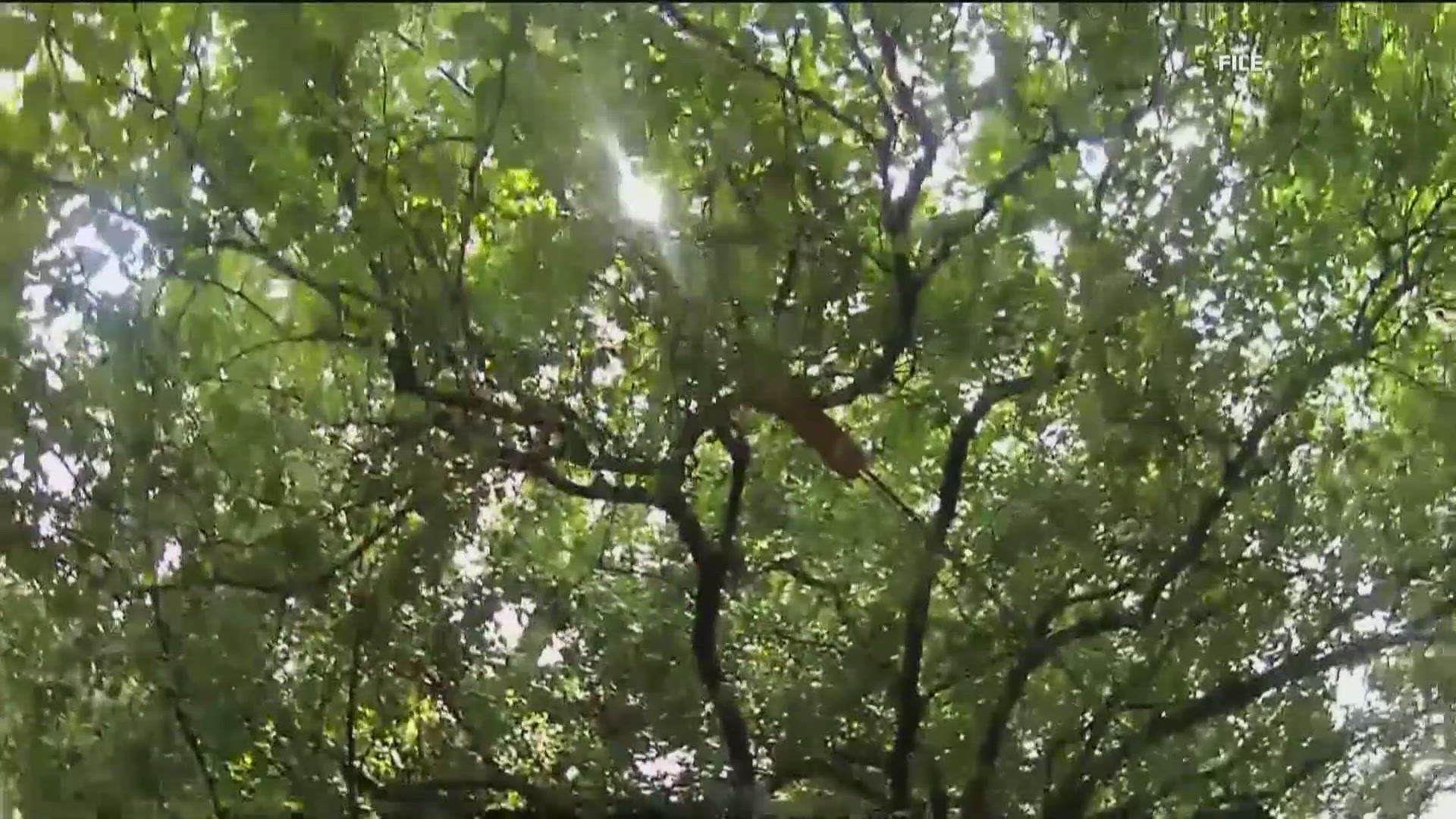 The ordinance states when one tree is cut down another has to be planted.