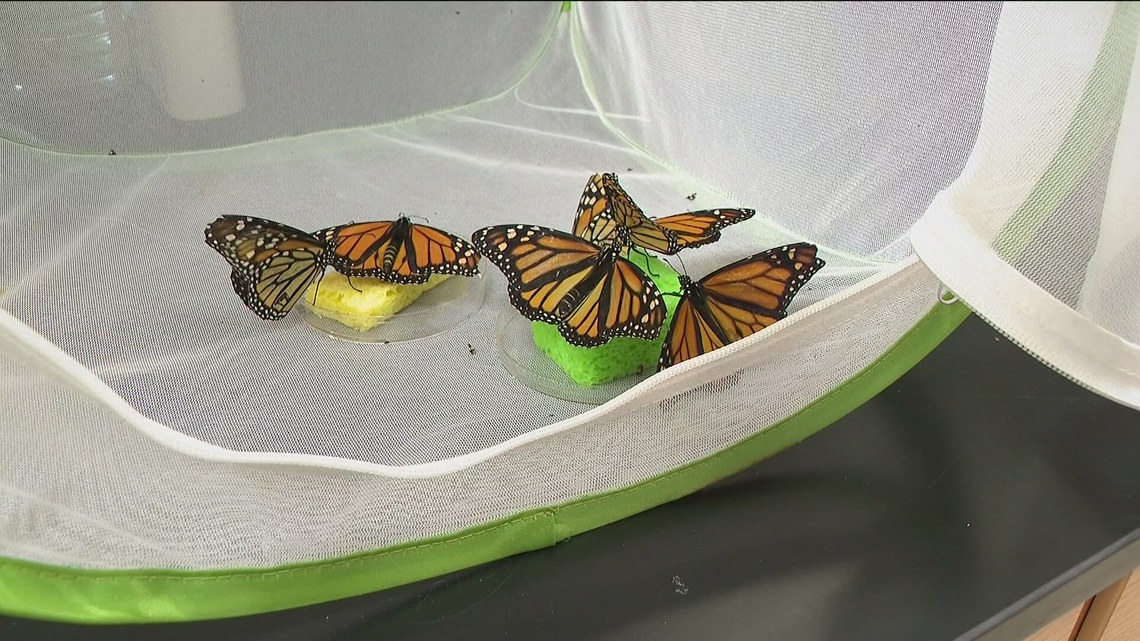 Georgia DNR needs help tracking Monarch butterflies