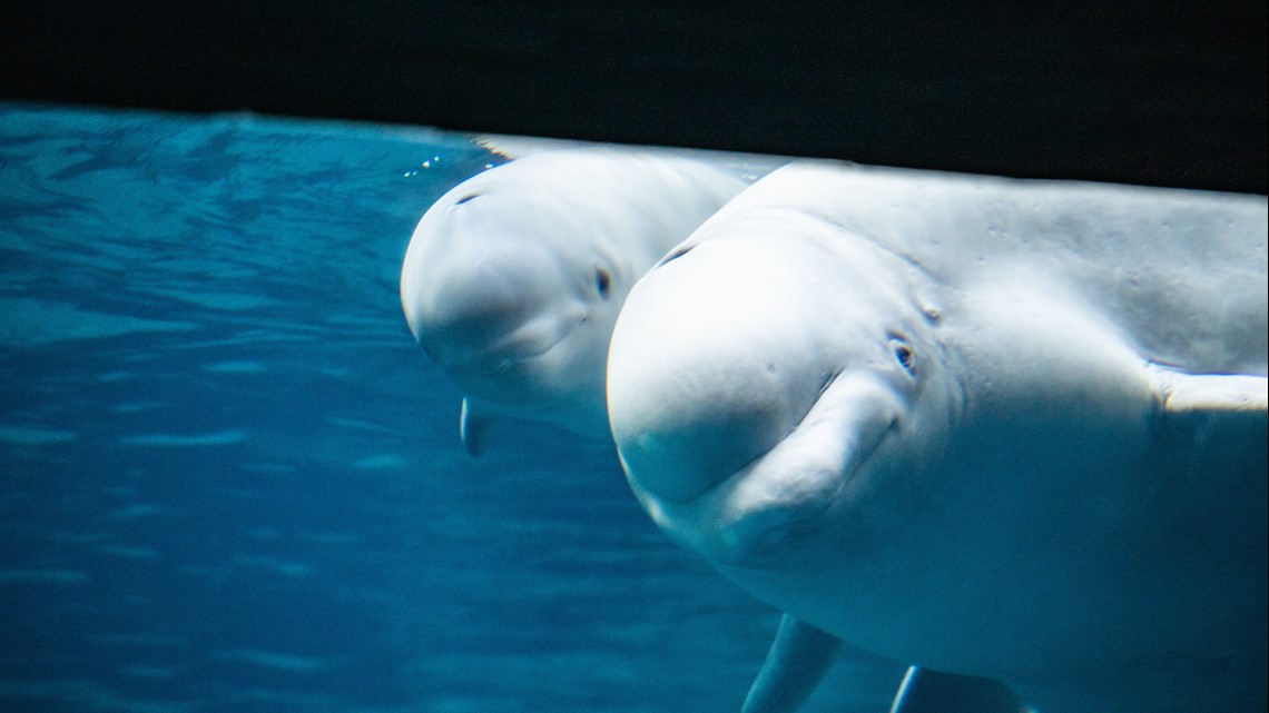 beluga whales smiling