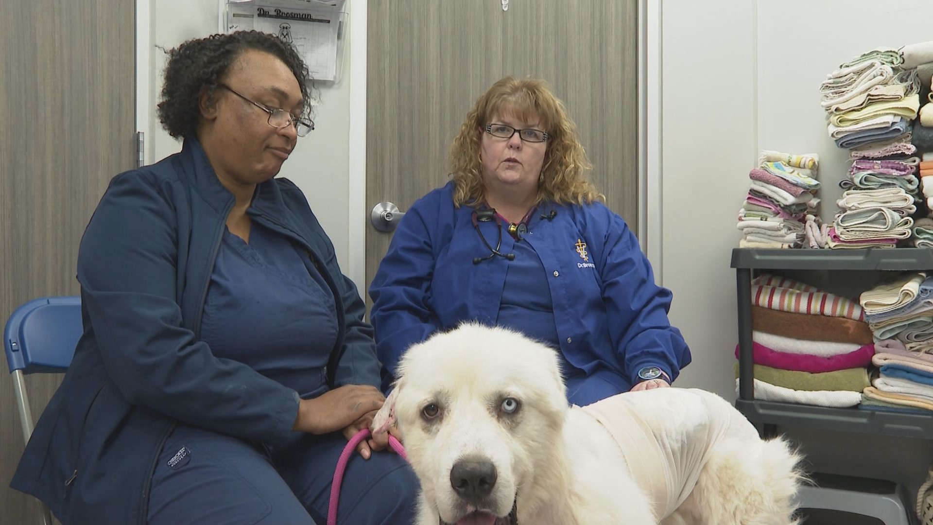 Dog kills 8 coyotes, fends off 11 in Decatur neighborhood