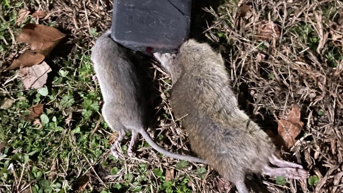 Tenants say Atlanta apartments are rat infested and have no heat, management doing nothing