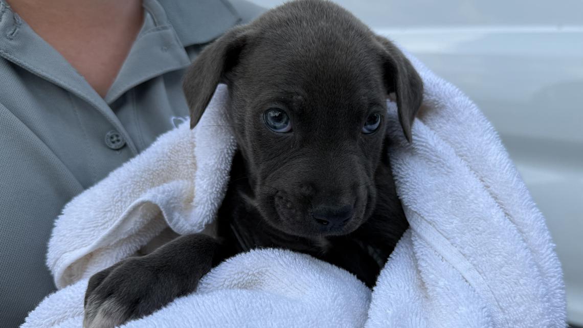 Rescued from south Georgia wildfires, 19 dogs arrive safely in Marietta for recovery