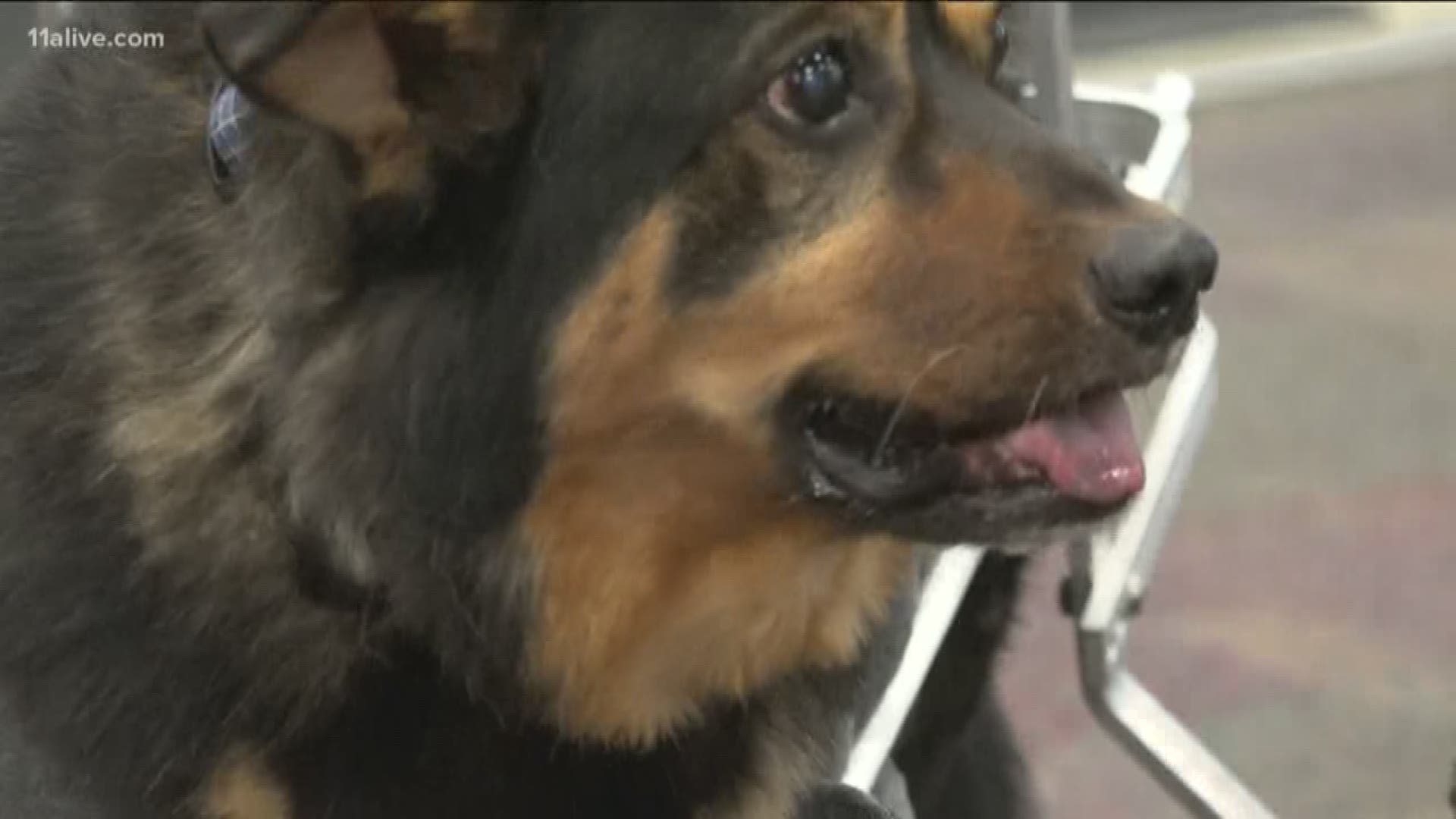 Bandit lost the use of his back legs when he had a rare reaction to heartworm medication. He scoots around in his wheelchair and needs extra love and care, according to Gwinnett County officials.