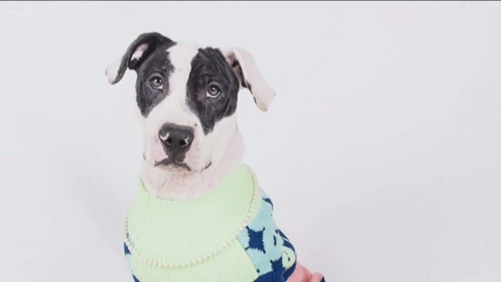 LIfeline Animal shelters are waving adoption fees for humans who come in wearing ugly Christmas sweathers.