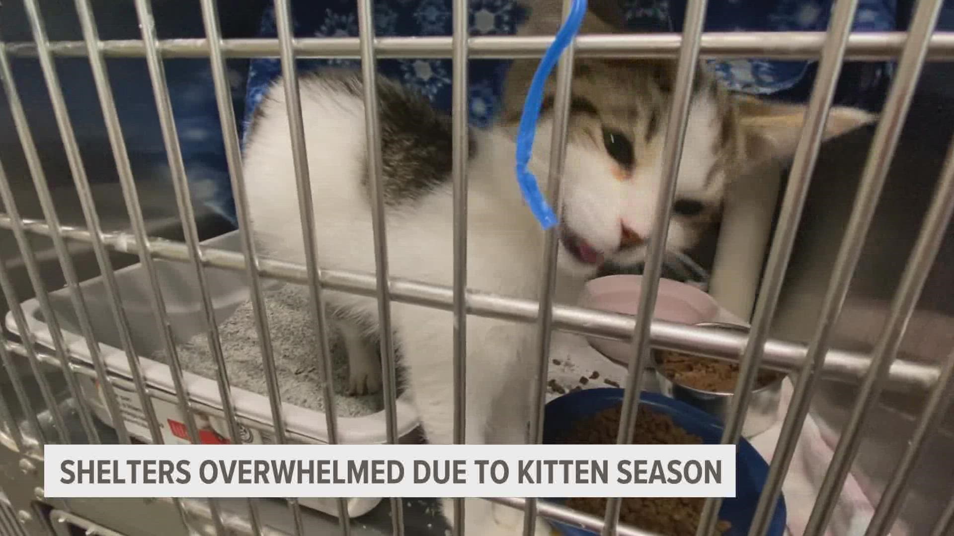 During warmer months, shelters see an influx of litters of kittens.