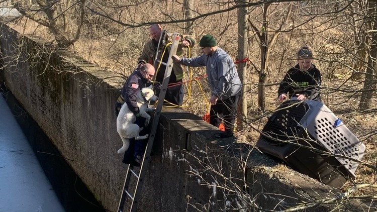 Muskegon Heights firefighters rescue dog who was trapped on ice