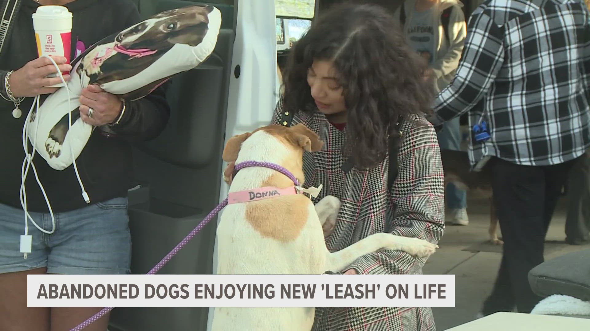 Dogs rescued from Honduras get new lives in West Michigan | 11alive.com