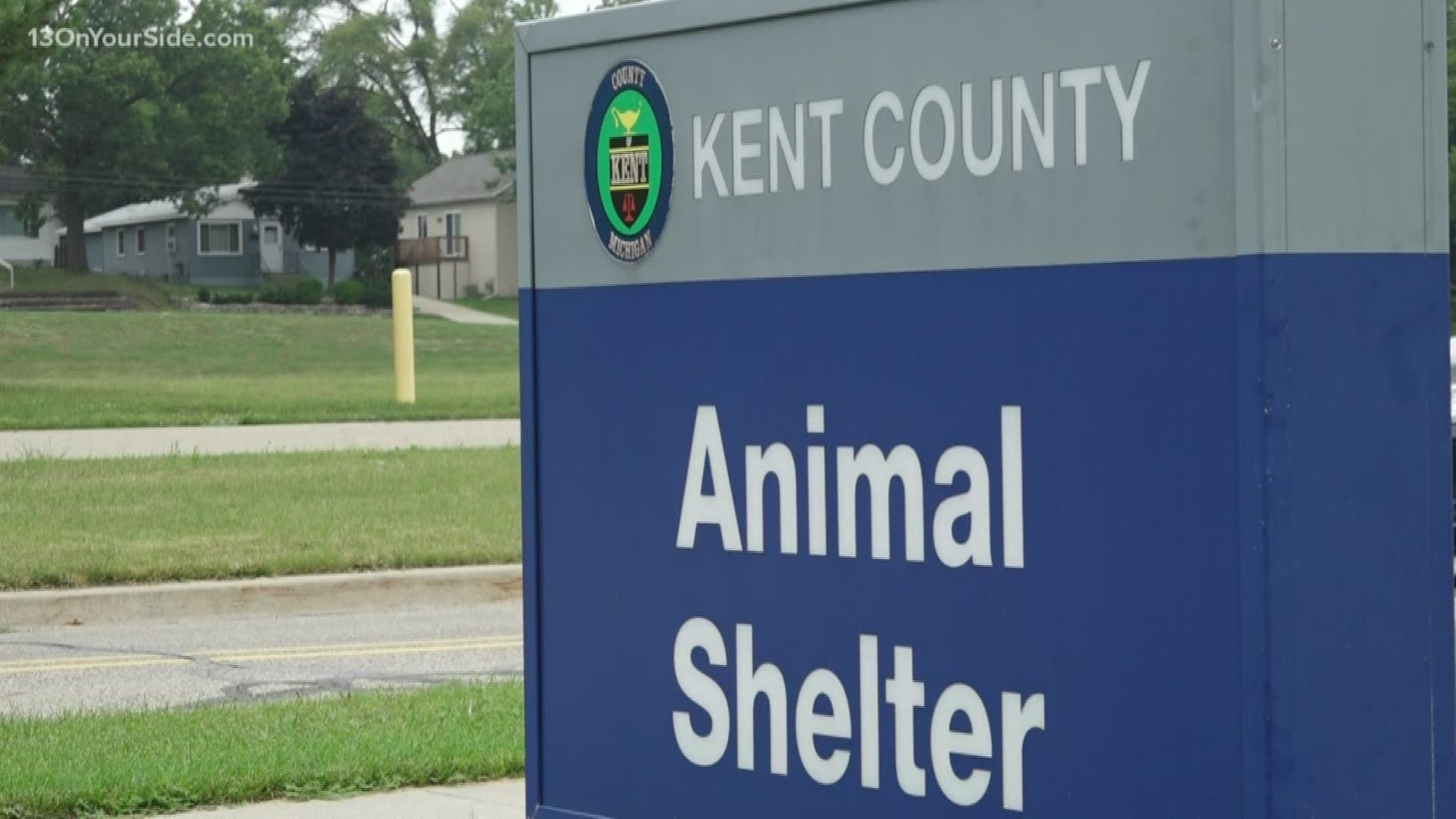 kent county animal shelter