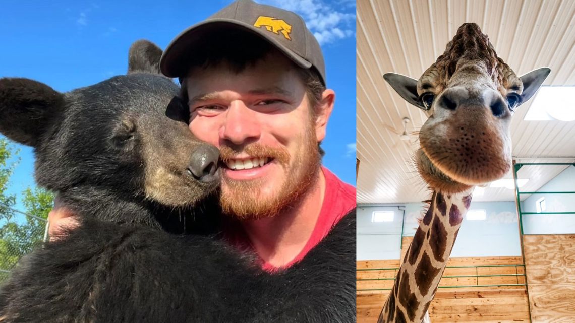 Giraffe injures Michigan animal park worker - Vimarsana News