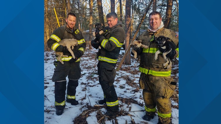 Firefighters save 5 puppies from Michigan house fire