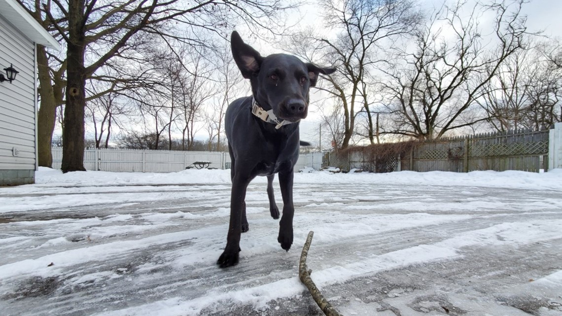 Winter weather pet safety | 11alive.com